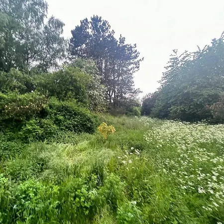 Small Forest Near * Vejby